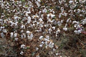 Cotton is a plant fiber that covers cotton seeds photo