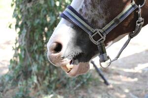 el caballo es un Doméstico equid animal. foto