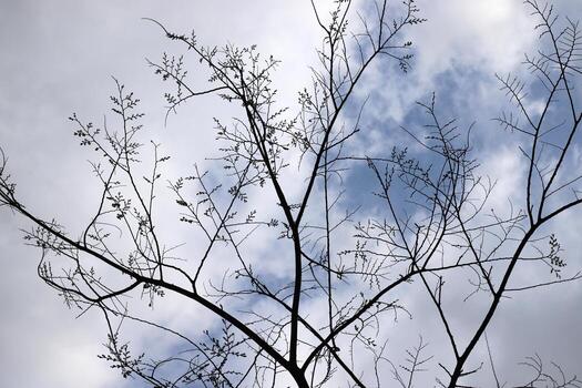 Branch of a tall tree against a background of blue sky. photo