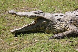A crocodile lives in a nursery in northern Israel. photo