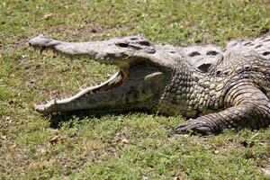 A crocodile lives in a nursery in northern Israel. photo