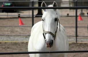 The horse is a domestic equid animal. photo