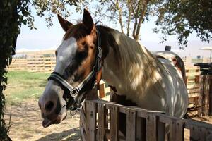 el caballo es un Doméstico equid animal. foto