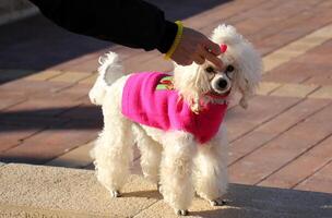 A dog on a walk in a city park. photo