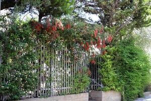 Green plants and flowers grow along a fence in a city park. photo