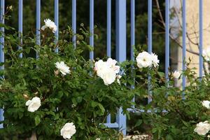 Green plants and flowers grow along a fence in a city park. photo