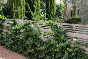 Green plants and flowers grow along a fence in a city park. photo