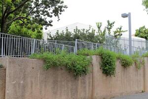 verde plantas y flores crecer a lo largo un cerca en un ciudad parque. foto