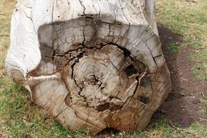 Texture of wood and wood products. photo