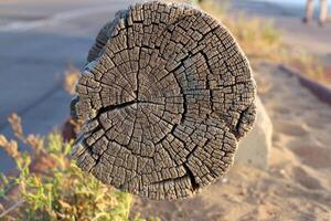 Texture of wood and wood products. photo