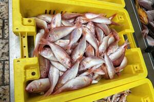 Seafood is sold at a bazaar in Israel. photo