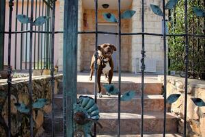 Fence in a city park in Israel. photo