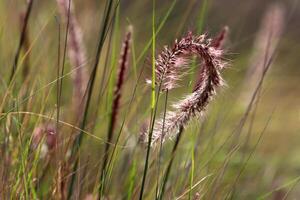 Green plants and flowers close up. Abstract natural background made of plants and flowers. photo