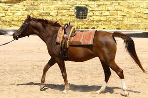 el caballo es un Doméstico equid animal. foto