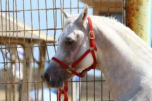 The horse is a domestic equid animal. photo