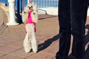 A dog on a walk in a city park. photo