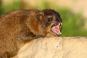 el hyrax mentiras en caliente piedras calentado por el Dom. foto