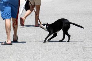 A dog on a walk in a city park. photo