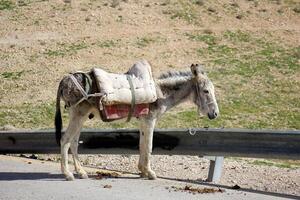 The horse is a domestic equid animal. photo