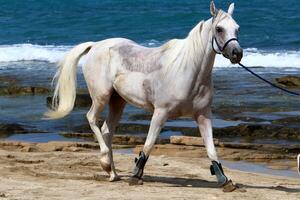 The horse is a domestic equid animal. photo