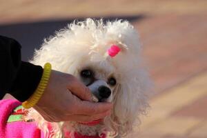 A dog on a walk in a city park. photo