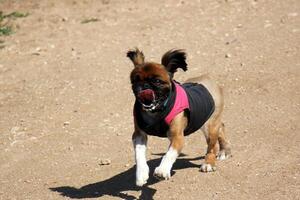 A dog on a walk in a city park. photo