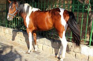 The horse is a domestic equid animal. photo