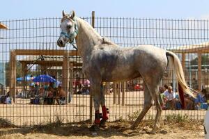 The horse is a domestic equid animal. photo