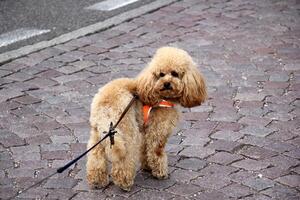 A dog on a walk in a city park. photo
