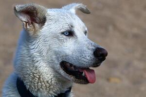 A dog on a walk in a city park. photo