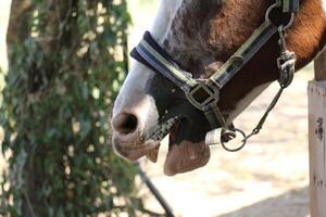 el caballo es un Doméstico equid animal. foto