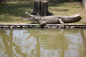 A crocodile lives in a nursery in northern Israel. photo