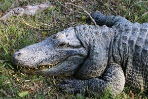 un cocodrilo vive en un guardería en del Norte Israel. foto