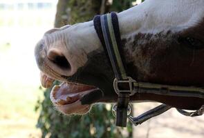 el caballo es un Doméstico equid animal. foto