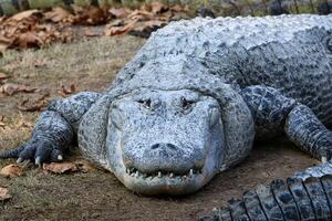 A crocodile lives in a nursery in northern Israel. photo