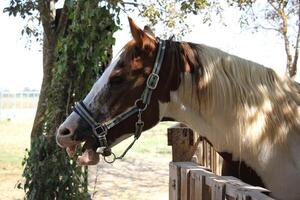 el caballo es un Doméstico equid animal. foto