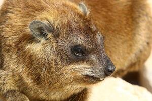 The hyrax lies on hot stones heated by the sun. photo