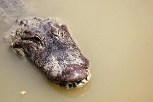 A crocodile lives in a nursery in northern Israel. photo