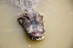 A crocodile lives in a nursery in northern Israel. photo