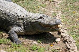 A crocodile lives in a nursery in northern Israel. photo