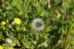Green plants and flowers close up. Abstract natural background made of plants and flowers. photo