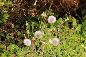 Green plants and flowers close up. Abstract natural background made of plants and flowers. photo