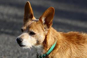 A dog on a walk in a city park. photo