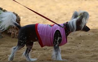 un perro en un caminar en un ciudad parque. foto