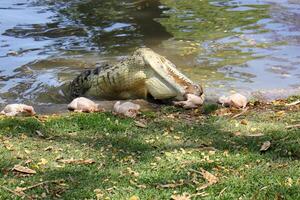 A crocodile lives in a nursery in northern Israel. photo