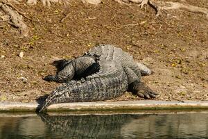 A crocodile lives in a nursery in northern Israel. photo