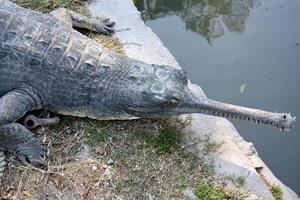 A crocodile lives in a nursery in northern Israel. photo