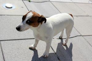 A dog on a walk in a city park. photo