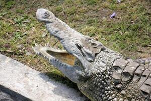 A crocodile lives in a nursery in northern Israel. photo