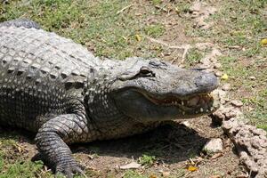 A crocodile lives in a nursery in northern Israel. photo